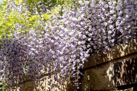 Wisteria