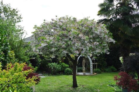 Cherry blossom tree close.JPG