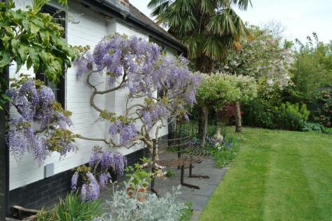 Wisteria &amp; side garden new.JPG