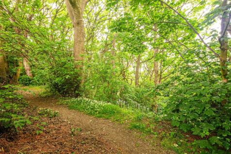 Woods beyond garden