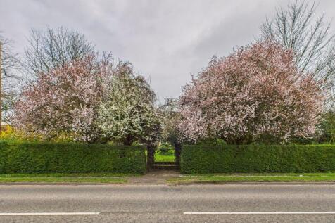 Cherry blossom