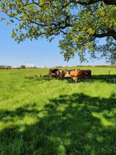 Furze Hill Farm Grassland