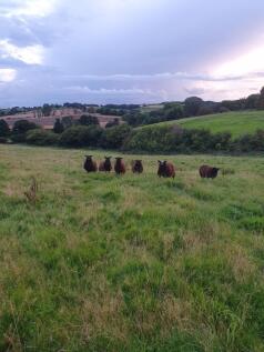 Furze Hill Farm