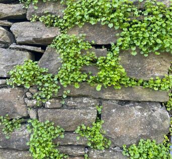 Stone wall.JPG