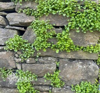 Stone wall.JPG