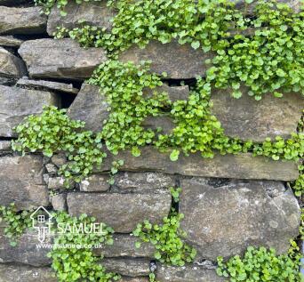 Stone wall.JPG