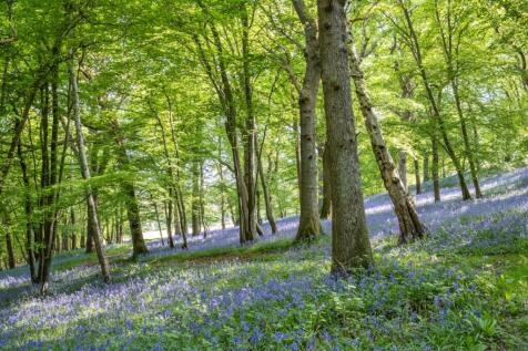 Woodland