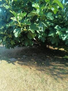 Property Image 65