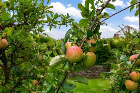 Apple Tree