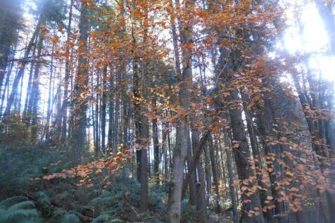 DSCN6573.JPG