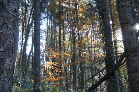DSCN6575.JPG