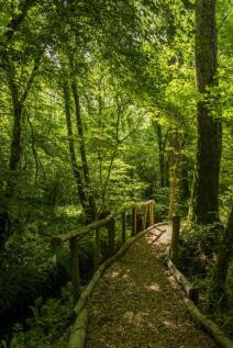 Woodland