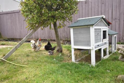 chickens.JPG