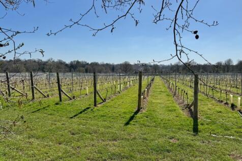 Nearby Vineyard
