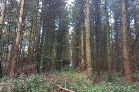 Mature Conifers