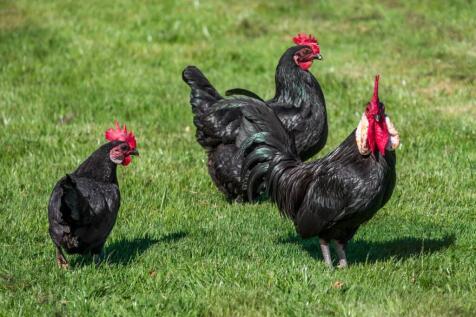 Chickens