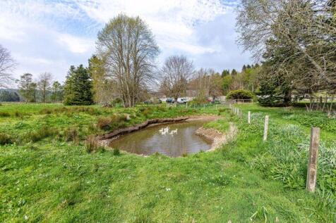 Duck Pond