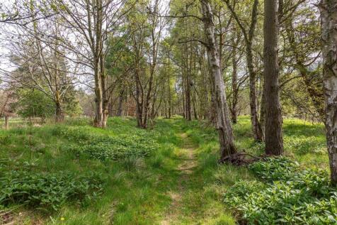 Woodland Walk