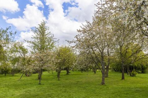 Orchard