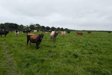 Cows1.jpg