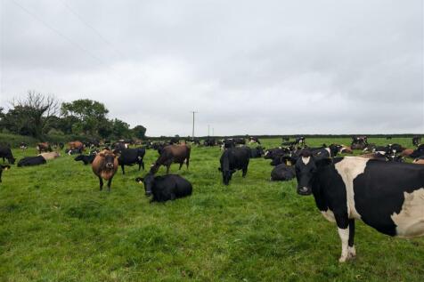 Cows2.jpg