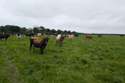 Cows1.jpg