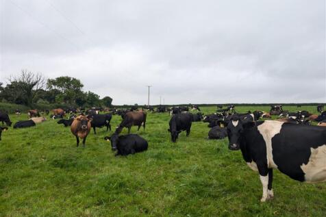 Cows2.jpg