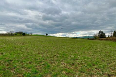1st field.jpeg