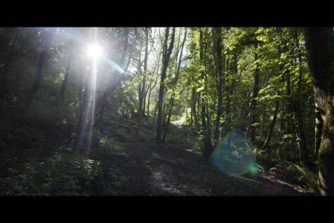 Woodland Trail