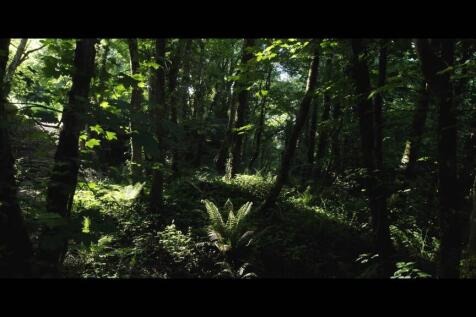 Woodland Trail