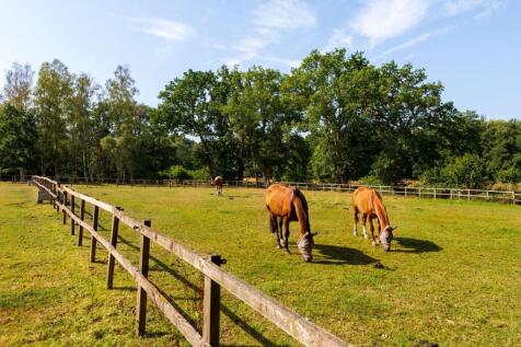 Happy Horses in the Paddocks