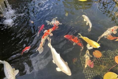 A professional Koi pond
