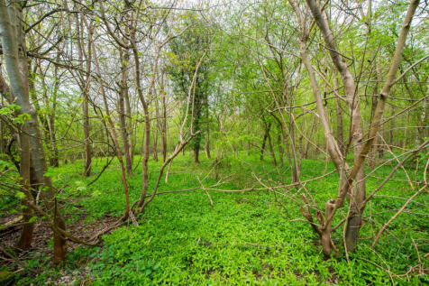 Woodland