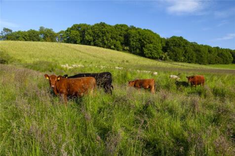 Cattle