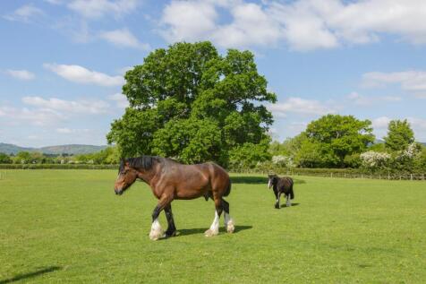 Pasture Land
