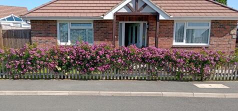 Climbing Rose.jpg