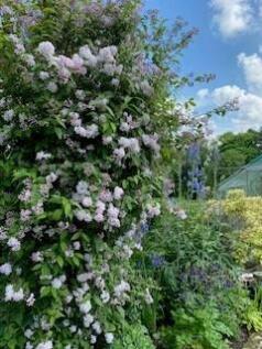 End May Garden Six.jpg