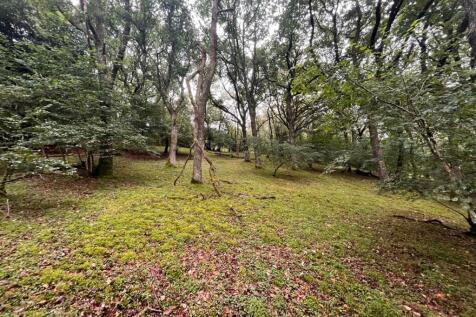Woodland 3.jpg