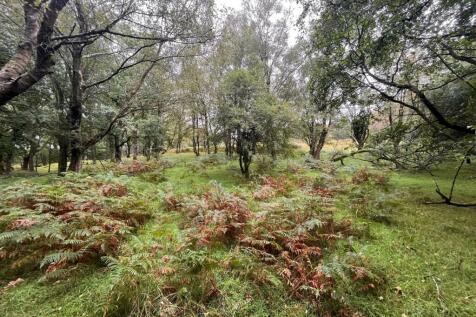 Woodland 4.jpg