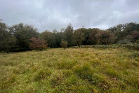 Woodland 7.jpg