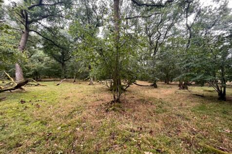 woodland.jpg