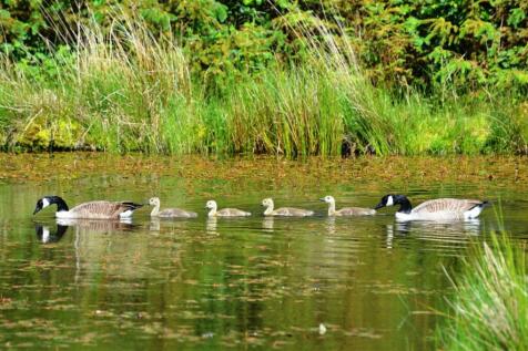 POND