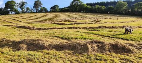 HAY MEADOWS
