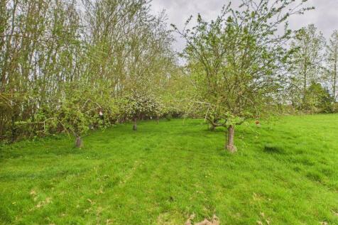 Orchard