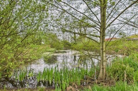 Wildlife Pond