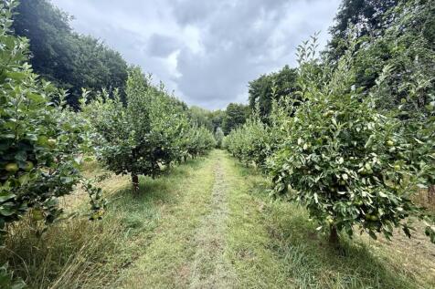 Appletrees.jpg