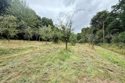 AppleTrees2.jpg