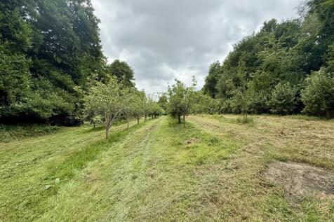 Appletrees3.jpg