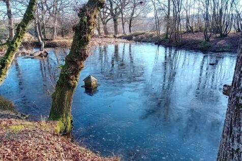 Pond