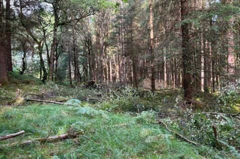 Forrest